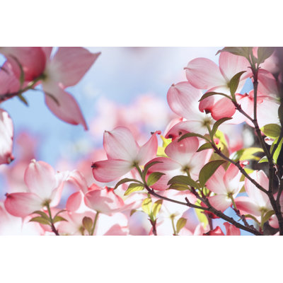 Flowering Dogwood 1 Piece Wrapped Canvas Wall Art