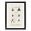 Insect Illustrations PL.6 by Charles dOrbigny - Framed Print-55575987-55575986