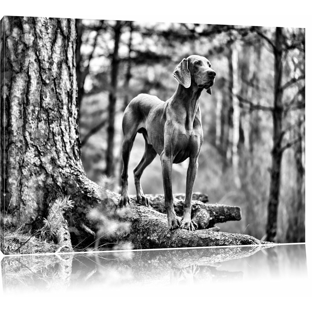 Leinwandbild Edler Weimaraner im Wald in Monochrom