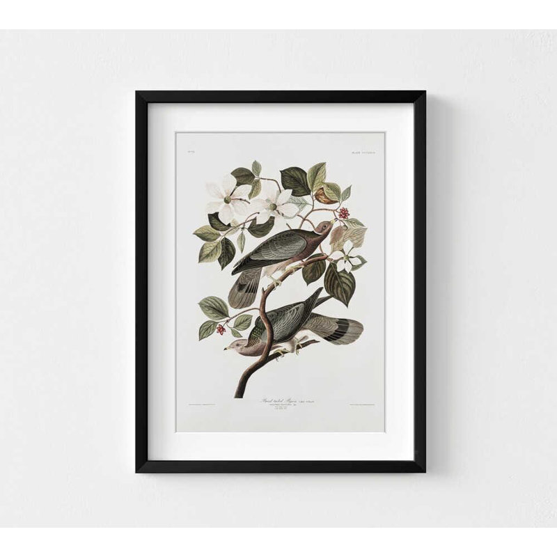 John James Audubon - Pigeons voyageurs, reproduction d'art, H 24 po x l 18 po, Impression encadrée avec passe-partout, Noir