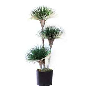 Bonsaï Dracena naturel séché en pot
