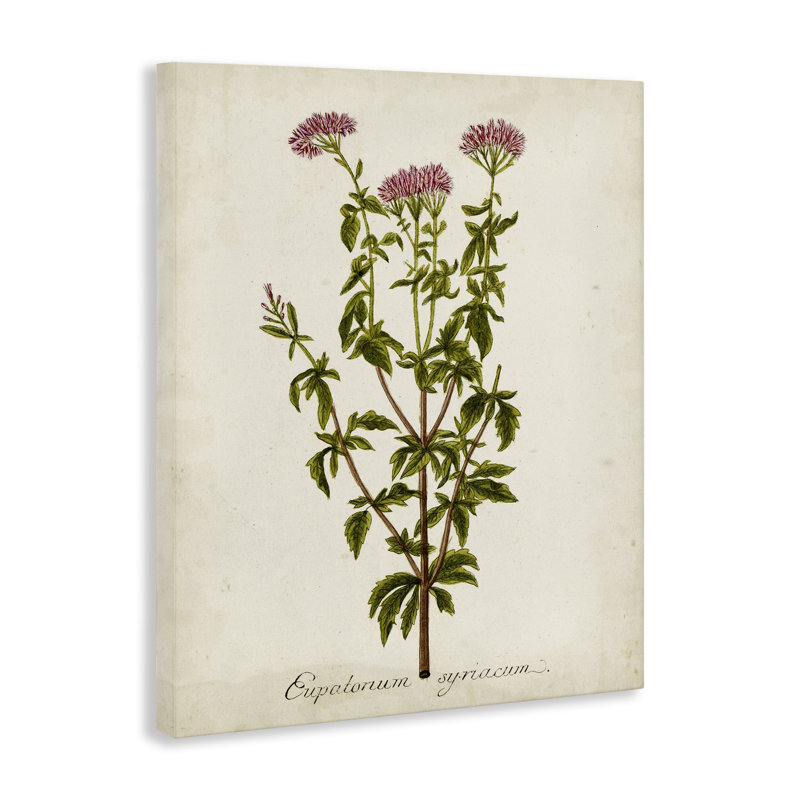 Art scientifique sur toile "Flower Study", H 30 po x l 24 po