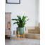 Lisbon Indoor Plant Pot with Wooden Stand-245950888-245950884