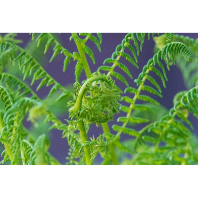 " Fiddlehead " by Nancy Crowell