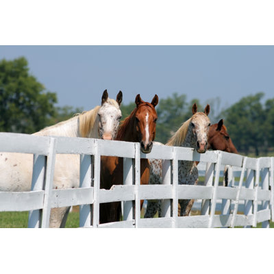 Horses Behind a Fence by Wsfurlan