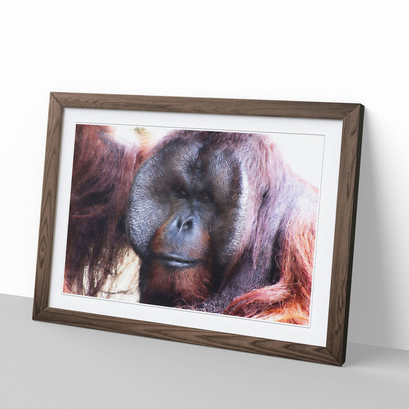 Orangutan Monkey Vol.2 - Framed Print, Walnut Framed, 48cm H x 65cm W x 2cm D