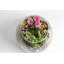  Terrarium en verre géant
