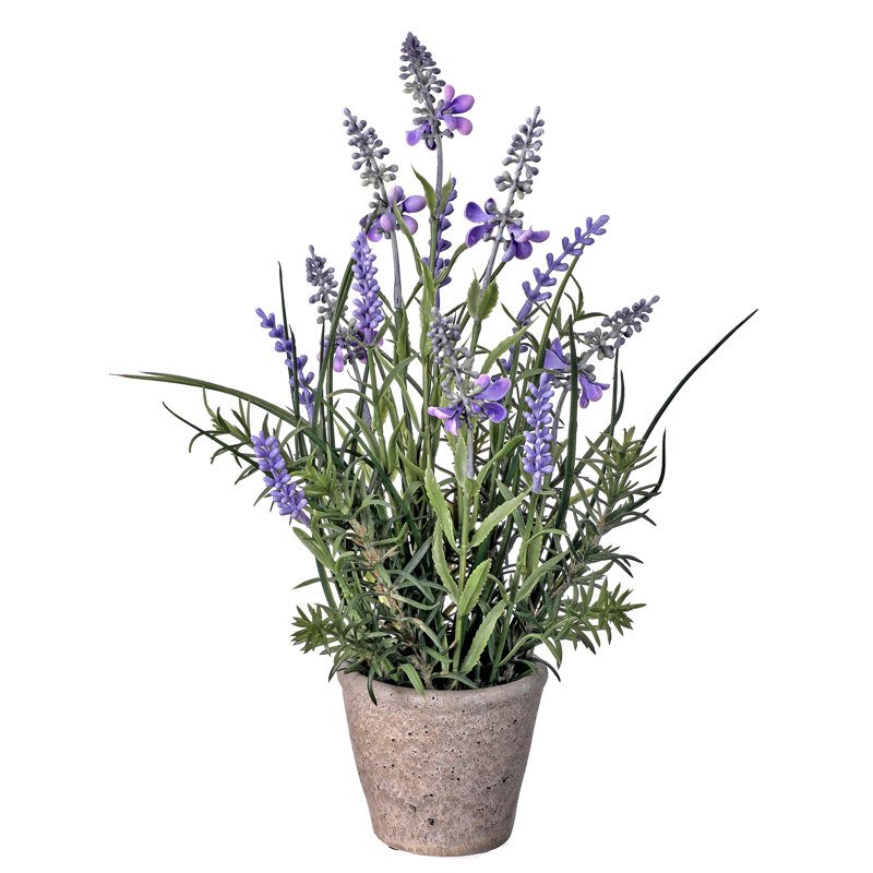 Lavender Arrangement in Pot
