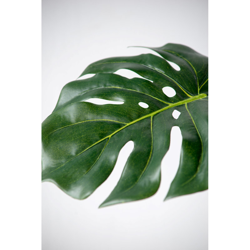 Tige de feuille Monstera