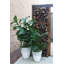 Planter
