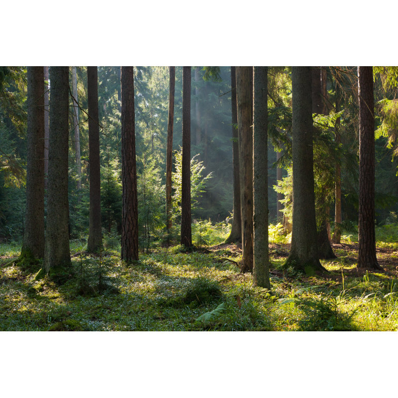 Bialowieza Forest by Aleksander - Wrapped Canvas Print, 30cm H x 46cm W x 3.8cm D