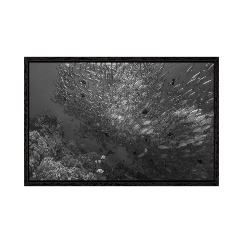 Cavalla School And Butterflyfish, Balicasag Island, Philippines by Tim Fitzharris - Gallery-Wrapped Canvas Giclée on Canvas