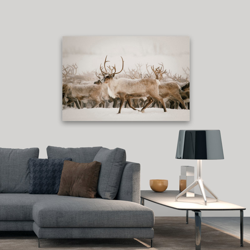 Fête - photographie d'animaux, cerf, Écosse, H 32 po x l 48 po