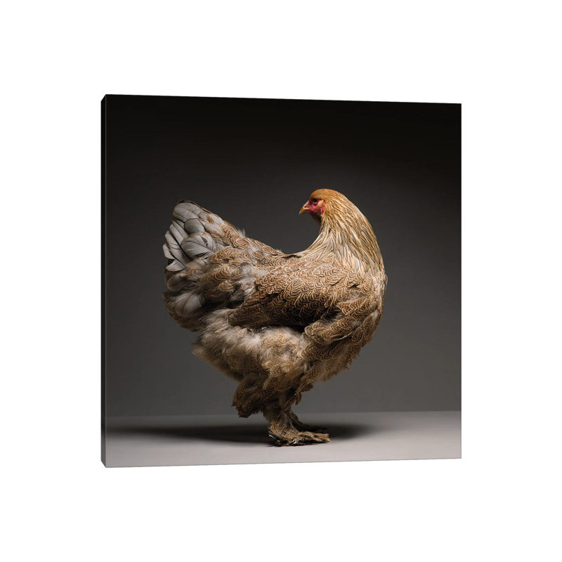 Brahma by CHICken - Wrapped Canvas Print, 93.98 cm H x 93.98 cm W x 3.175 cm D