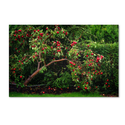 «The Apple Tree», reproduction de photo sur toile tendue