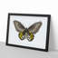 Green Birdwing Butterfly by George Shaw - Framed Print-55575263-55575264