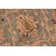 Tapis oriental brun / bleu en laine 8 pi 1 po x 9 pi 11 po Dorn