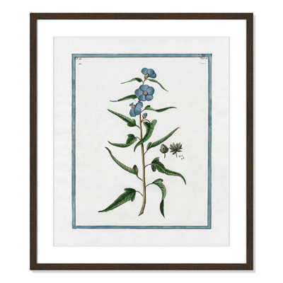 Colombe "Shabby Elegance Botanical I" Print