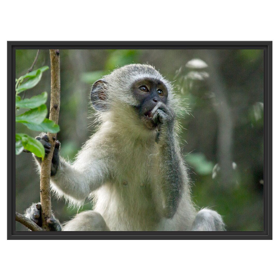 Junger Affe auf einem Baum Gerahmter fotografischer Kunstdruck