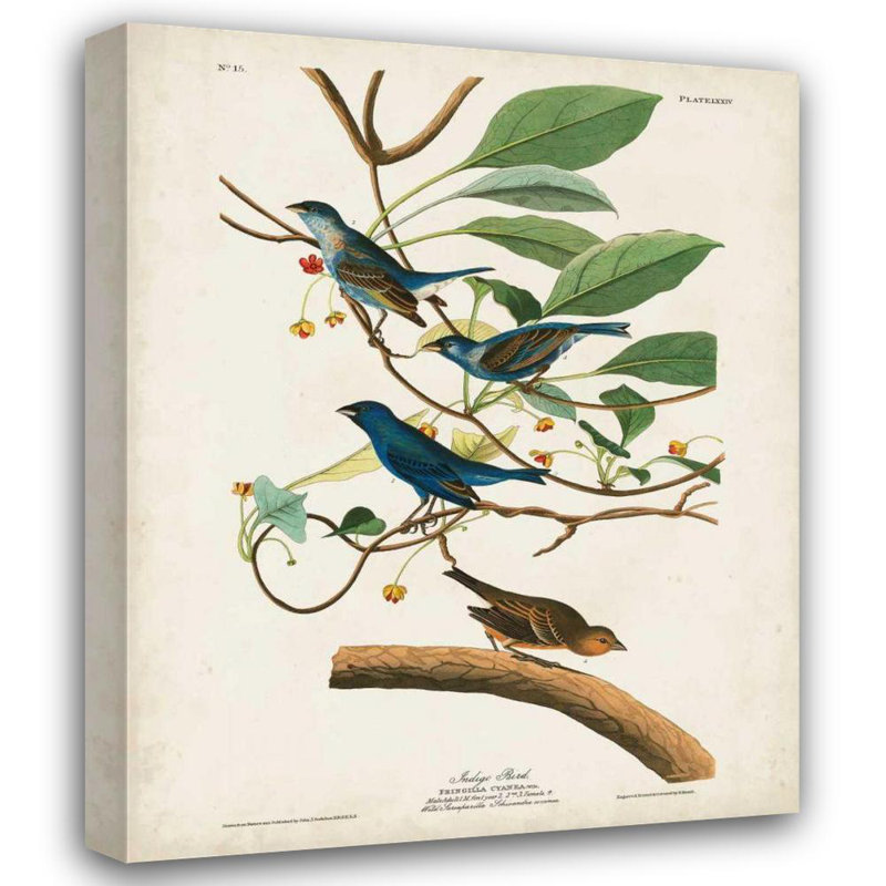 «Lark Manor ™ Audubon, John James Gallery, art sur toile tendue« Pl 74 Indigo Bird », H 44 po x l 36 po