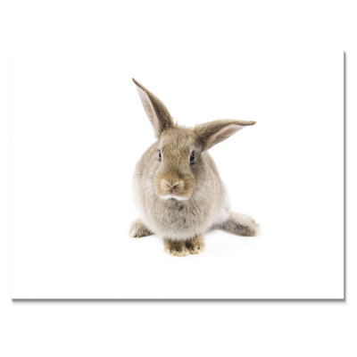 Lapin noir et blanc II - photographie sur toile