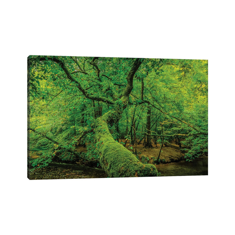 Old Green by David Gardiner - Print on Canvas, Wrapped Canvas, 66.04 cm H x 45.72 cm W x 3.175 cm D