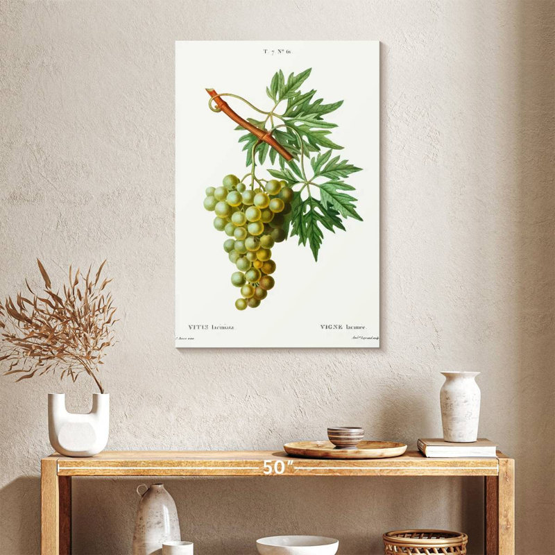 Yarlin Grape Vine - Vitis Laciniata, 36" H x 24" W
