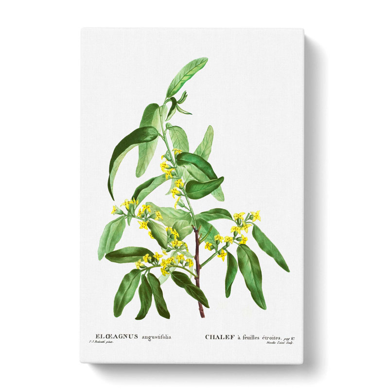 Russian Olive Tree Flowers by Pierre-Joseph Redoute - Wrapped Canvas, 50cm H x 35cm W x 3cm D