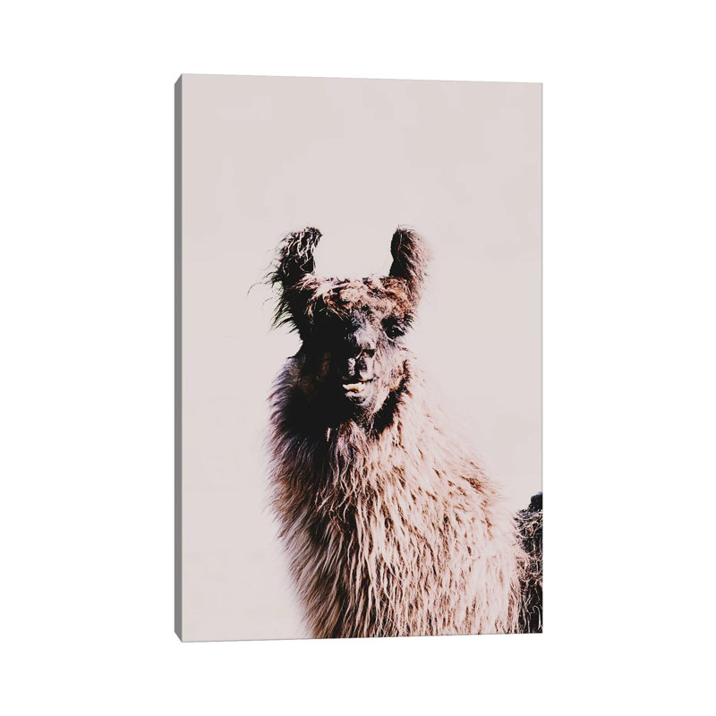 Lama Wilbur Beige by Monika Strigel - Wrapped Canvas Print, 30.48cm H x 20.32cm W x 1.9cm D