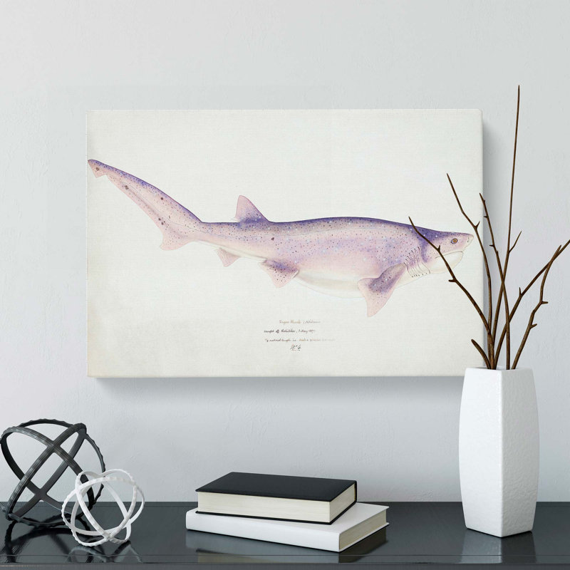 Illustration Of A Tiger Shark by F.E. Clarke - Wrapped Canvas Painting, 50cm H x 76cm W x 3cm D