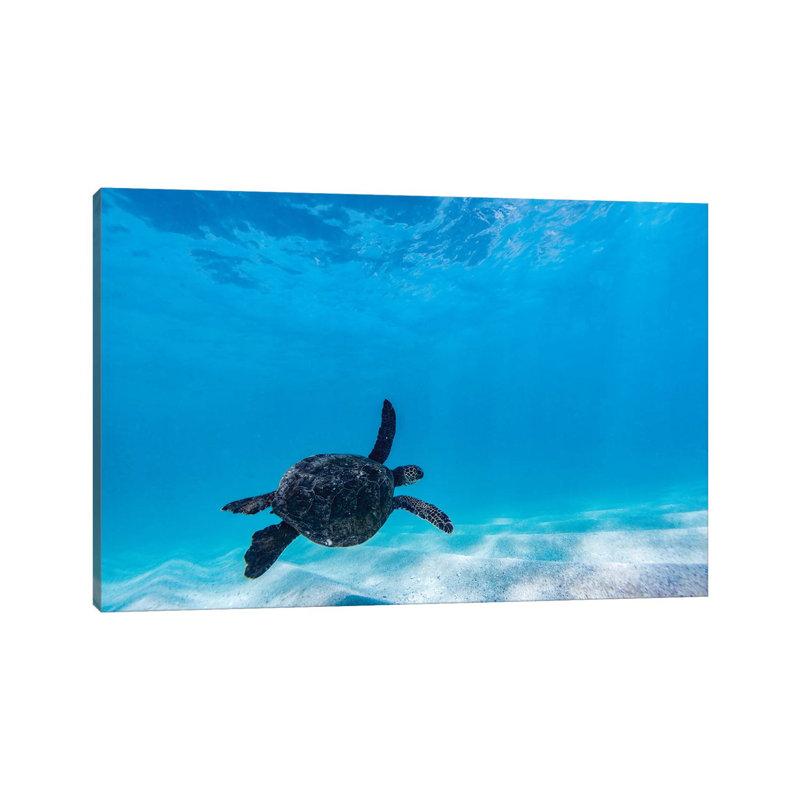 «Glide Turtle» par Sean Davey - reproduction d'art, H 12 po x l 18 po x 1,5 po, Aucun mat, Toile tendue