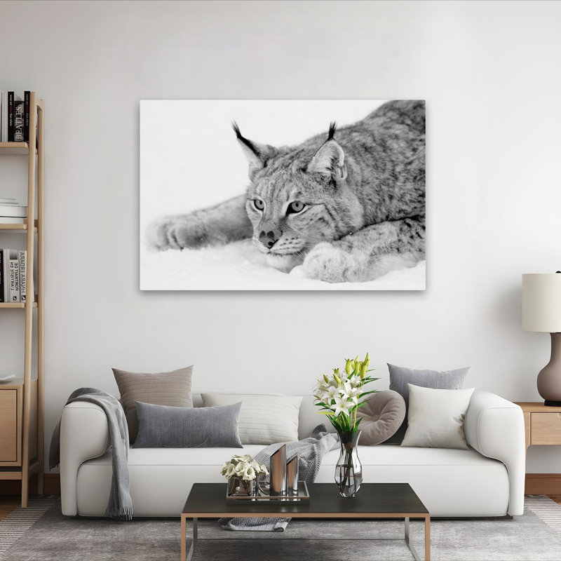 Lynx - photographie, animaux, chats, H 40 po x l 60 po