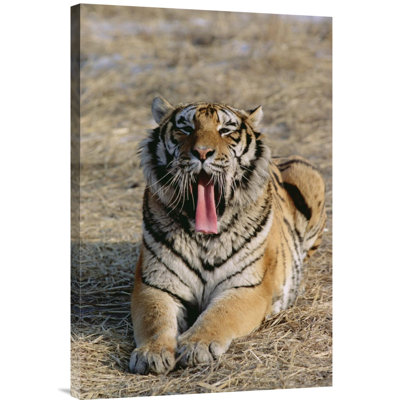 " Siberian Tiger Yawning "