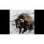 Gold Bull - peinture sur toile tendue-1956068297