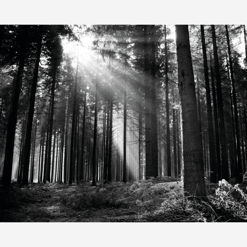  Monochrome Forest Matt Smooth Paste the Wall Mural 300cm wide x 240cm high, 280 cm L x 350 cm W