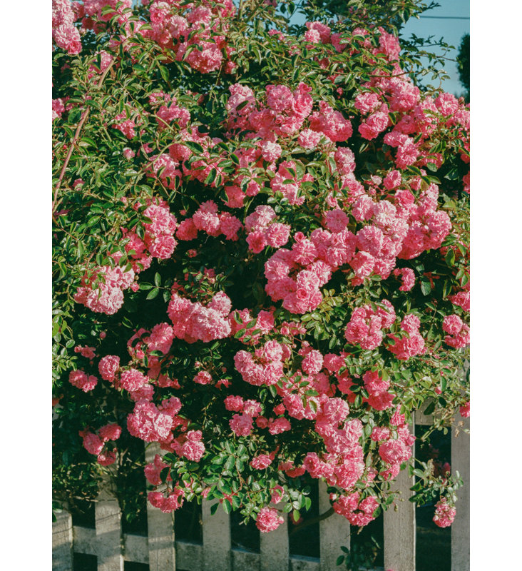 Wrapped Canvas Print, 91.44 cm H x 60.96 cm W