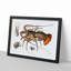European Lobster by Albert I - Framed Print-55535783-55535785