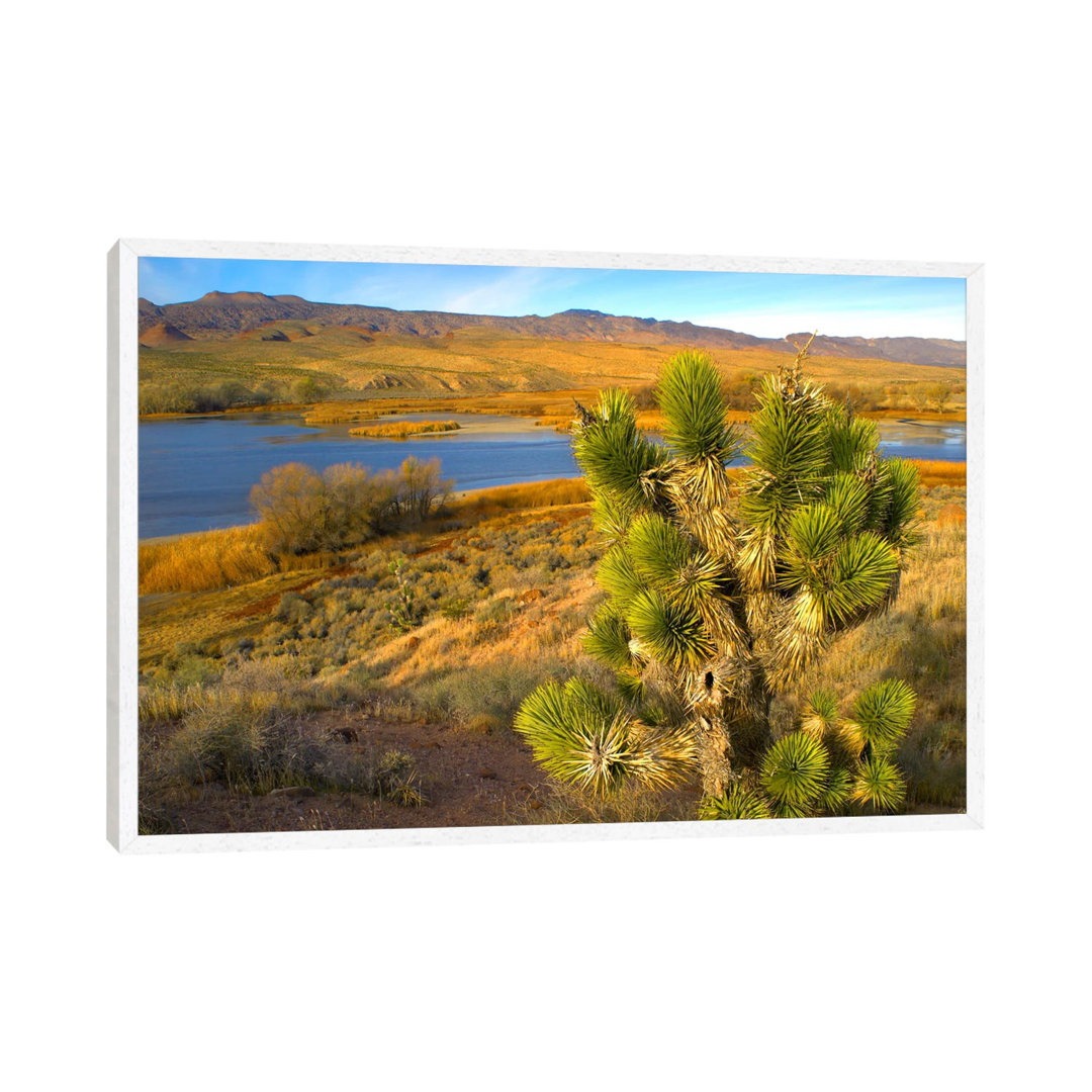 Joshua Tree And Wetlands Along The Pacific Flyway, Pahranagat National Wildlife Refuge, Nevada von Tim Fitzharris - Gall...