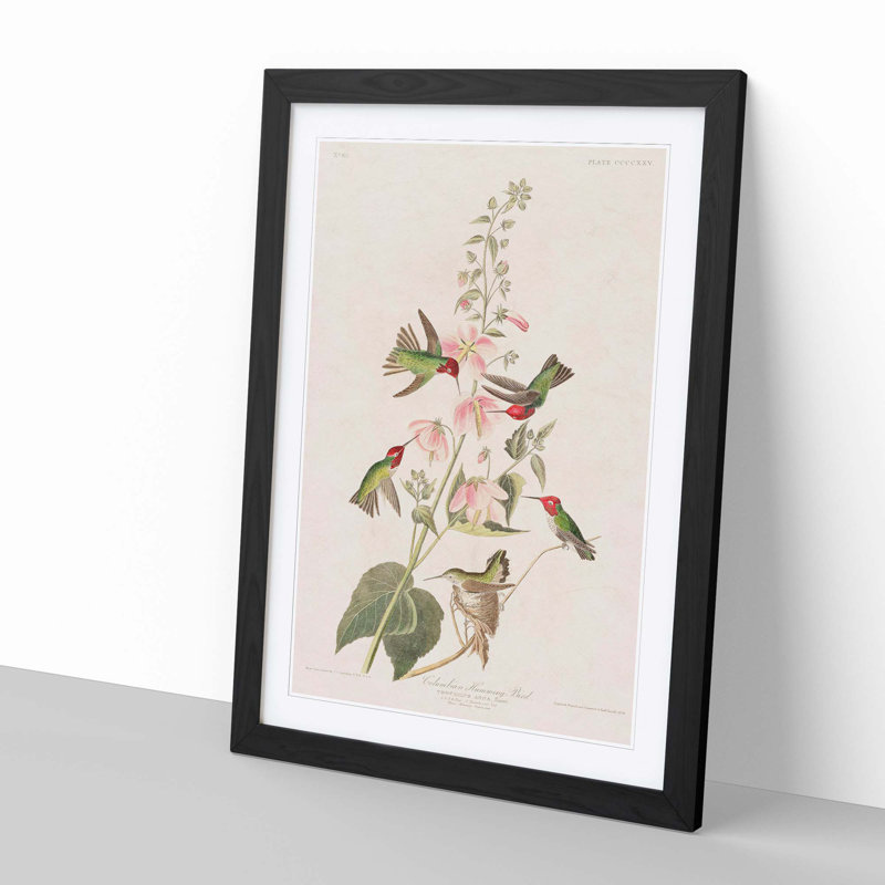 Columbian Hummingbirds by John Audubon - Picture Frame Painting, Black Framed, 36cm H x 27cm W x 2cm D
