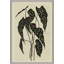 Begonia Giclee Print by Susan Hable