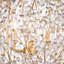 Cheshire Chandelier Small-29970661