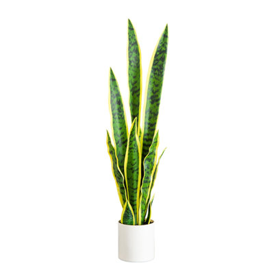 30" Snake Plant with Base Included