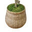 Olive Tree in Cement Pot Wrapped with Bamboo