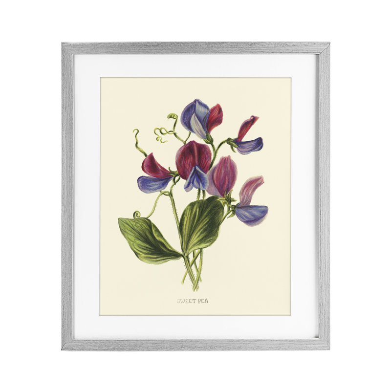 «Vintage Sweet Pea Blossoms», reproduction encadrée sous verre, conception de Connie Resch, H 21 po x l 17 po