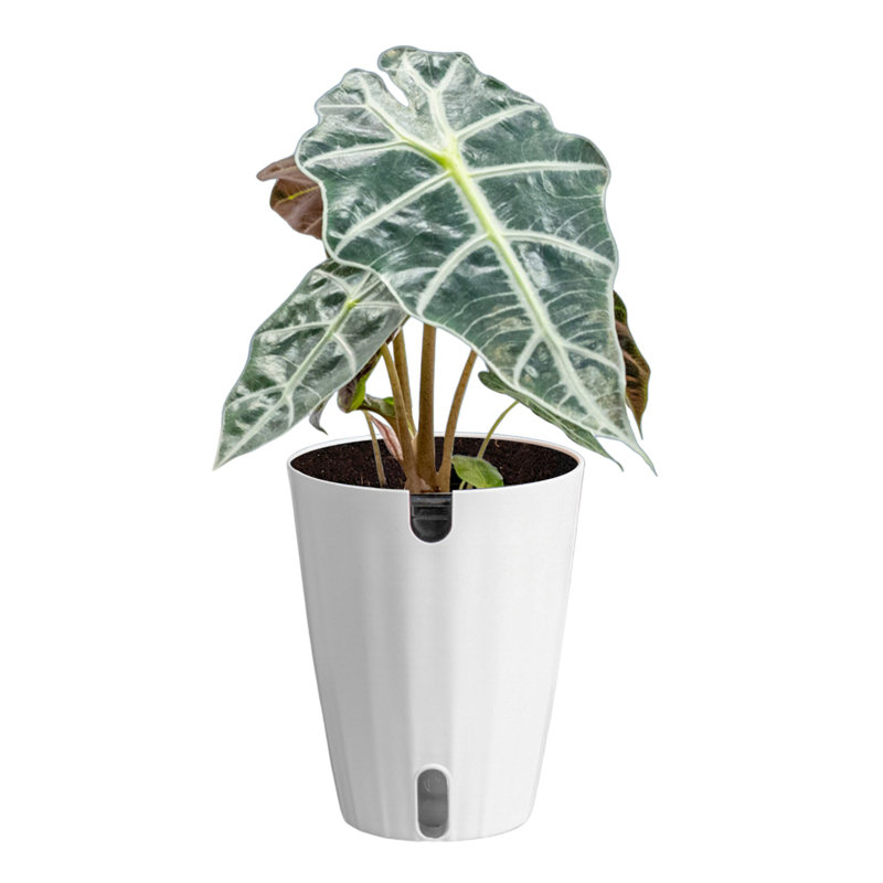 Elephant Ear in Ceramic Planter
