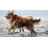 Hansgrohe Dog Shower, 3-Spray, 1.75 GPM-68812311