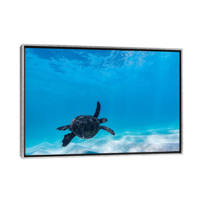 " Gliding Turtle " by Sean Davey