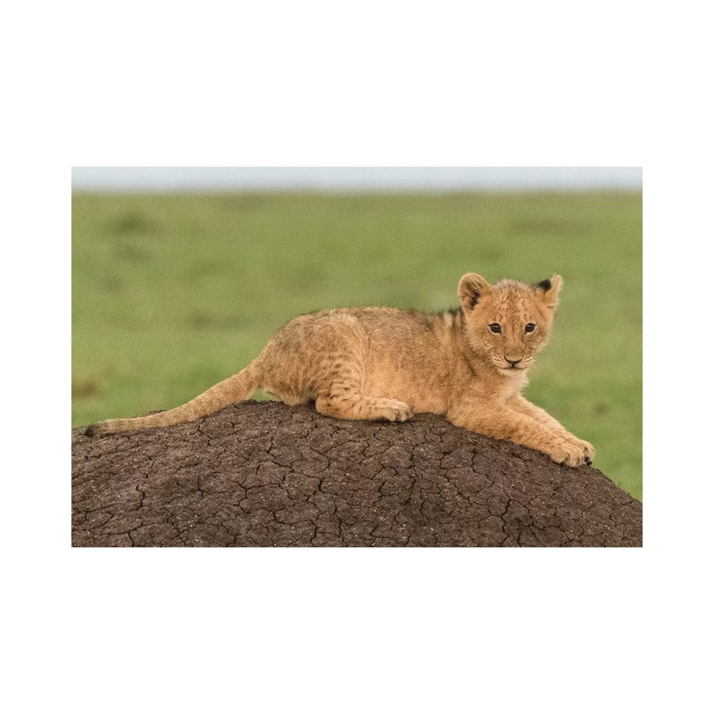 Africa, Kenya, Maasai Mara National Reserve. Lion Cub On Termite Mound. by Jaynes Gallery - Wrapped Canvas Painting
