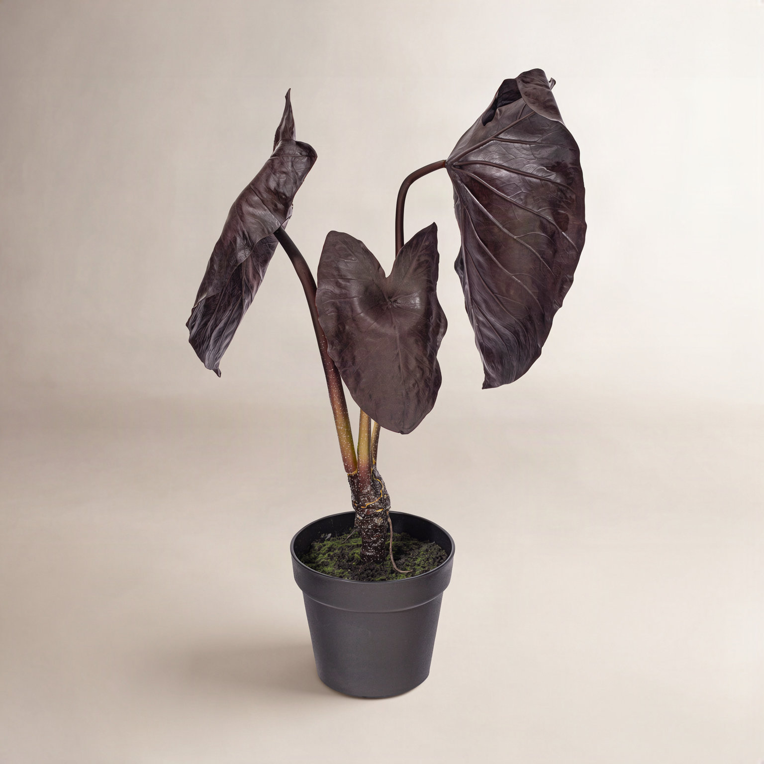 28" Alocasia Black Magic Potted Plant.