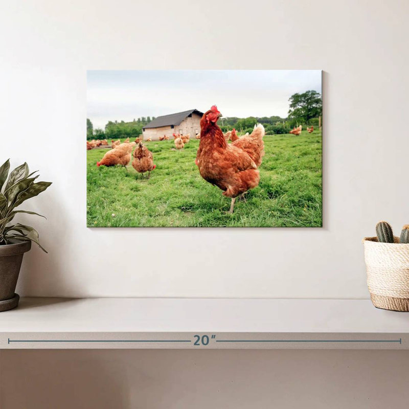Poulet à la ferme, H 8 po x l 12 po